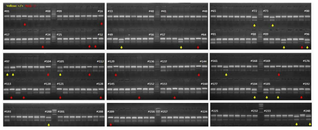 RFLP analysis results of F1 generation produced in PoMSTN gene edited flounder