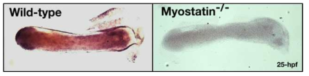 Expression of PoMSTN mRNA by WISH in developed embryo (25-hpf) of PoMSTN gene edited F1 flounder