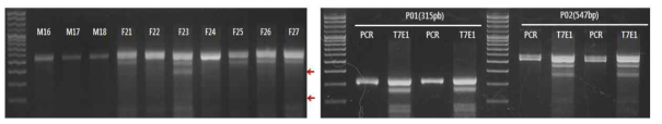 T7E1 assay of z-Tyr-sgRNA-injected embryo