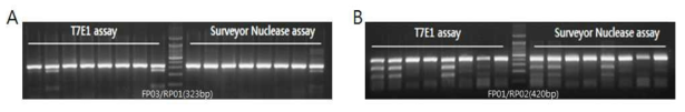 Comparision of T7E1 assay and Surveyor Nuclease assay of flounder samples:(A) PCR primer set FP03/RP01(323 bp), (B) PCR primer set FP03/RP01(420 bp)