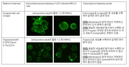 수두 바이러스가 감염된 세포의 수확 방법에 따른 면역 형광 염색의 비교