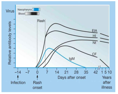 급성 홍역바이러스 감염 후 면역반응 모식도 CF, complement fixation; EIA, enzyme immunoassay; HI, hemagglutination inhibition; IgM, immunoglobulin M, Nt, neutralization. 출처: 제 7판 Plotkin