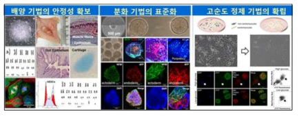 인간 전분화능줄기세포 배양·분화·정제 기법