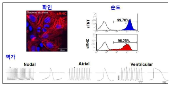 심근세포간 확인·순도·역가 분석 기법