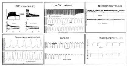 인간 전분화능줄기세포유래 심근세포의 약물 반응 분석