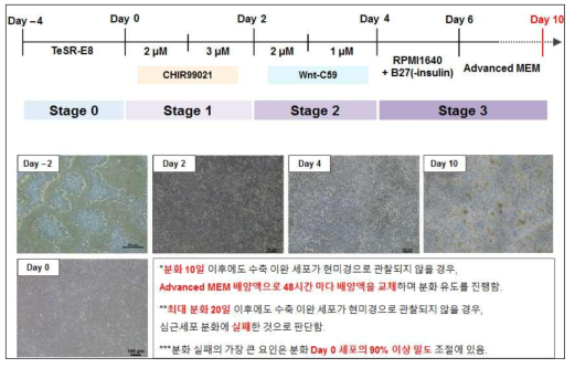 CMC3 세포주를 이용한 심근세포 분화 기법 확립