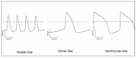 분화된 심근세포 종류(type)별 전기생리학적 특성 분석