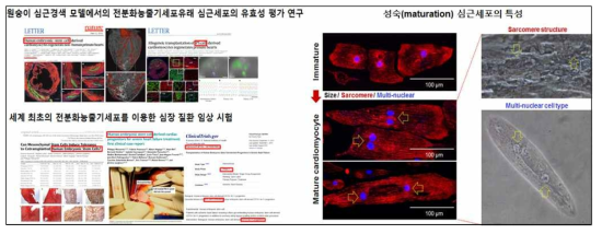 심근세포를 이용한 세포치료제 개발 현황 및 성숙 심근세포의 특성 분석