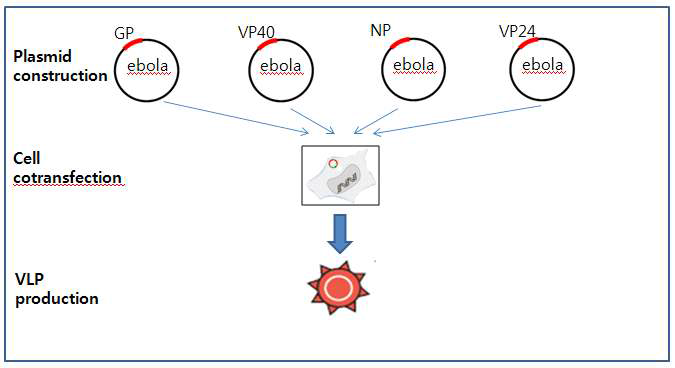 Filovirus-like particle을 이용한 백신 후보물질 제작 흐름도