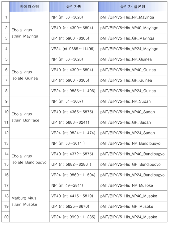 에볼라 및 마버그바이러스 유전자 클론 목록