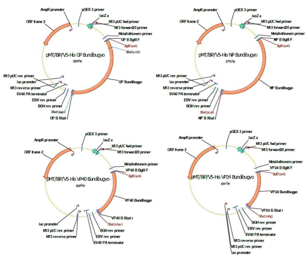 Bundibugyo ebolavirus isolate Bundibugyo 유전자가 포함된 pMT/BiP/V5-His 클론
