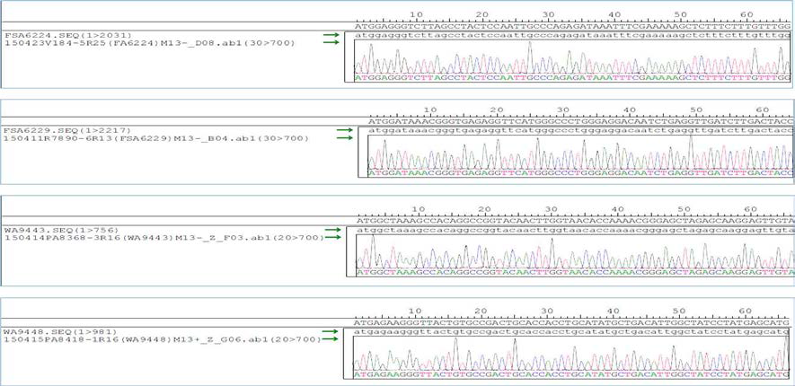 Sequence analysis of GP, NP, VP24 and VP40 genes of Ebola virus