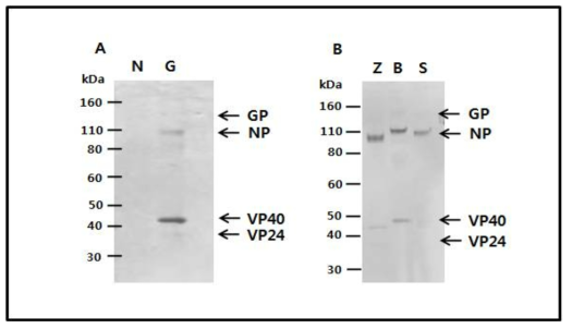 Ebola virus GP, NP, VP40 그리고 VP24 유전자 클론이 co-transfection 된 S2 세포에서 Immunoblot 방법으로 ebola virus 단백발현 확인. (A) Zaire ebolavirus isolate Guinea의 GP, NP, VP40 그리고 VP24 유전자 클론이 co-transfection 된 S2 세포에서 각 단백에 대한 발현 확인 (N; Negative, G; Zaire ebolavirus isolate Guinea). (B) Ebola virus의 GP, NP, VP40 그리고 VP24 유전자 클론이 co-transfection 된 S2 세포에서 각 단백에 대한 발현 확인 (Z; Zaire ebolavirus strain Mayinga, B; Bundibugyo ebolavirus isolate Bundibugyo, S; Sudan ebolavirus strain Boniface)