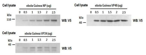 Zaire ebolavirus isolate Guinea 에볼라 바이러스 단백질의 효과적인 발현을 위한 plasmid의 농도조건의 확인. 에볼라 바이러스 단백질 NP, VP40, 그리고 VP24를 암호화하는 plasmid가 농도의존적으로 transfection된 S2 세포에서 Immunoblot을 통한 에볼라 바이러스단백질의 발현 확인