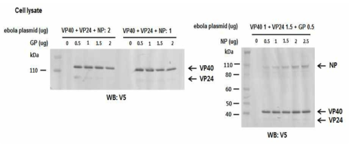 Zaire ebolavirus isolate Guinea 에볼라 바이러스 단백질의 효과적인 발현을 위한 plasmid의 농도조건의 확인. 에볼라 바이러스 단백질 NP, VP24 그리고 VP40가 1ug 또는 2ug이 transfection된 S2 세포에 GP plasmid를 농도의존적으로 transfection하여 Immunoblot에 의한 각 단백질에 대한 발현 확인