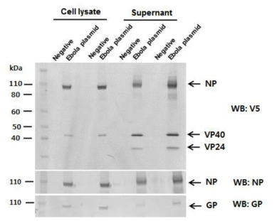 Zaire ebolavirus isolate Guinea 에볼라 바이러스 단백질에 대한 plasmid가 transfection된 S2 세포주에서 immunoblot을 수행하여 에볼라 바이러스 단백질 GP, NP, VP24 그리고 VP40의 발현의 확인