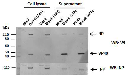 Bundibugyo ebolavirus isolate Bundibugyo 바이러스 단백질인 GP, NP, VP40 그리고 VP24가 co-transfection 된 S2 세포에서 immunoblot의 수행에 의해 에볼라 바이러스 단백질에 대한 발현 확인