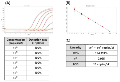 Analytical sensitivity of developed N1 diagnostic kit. (A) Amplification plot & Detection Rate by Dilution Concentration. (B) Standard curve. (C) Performance analyzed through standard curve