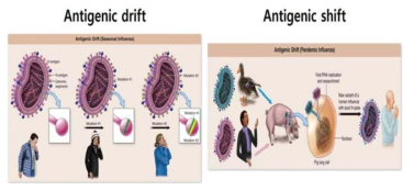 The process of occurrence of antigeinc drift(항원소변이) and antigenic shift(항원대변이)