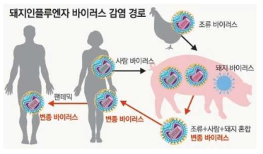 Human Infection of Swine Influenza Virus