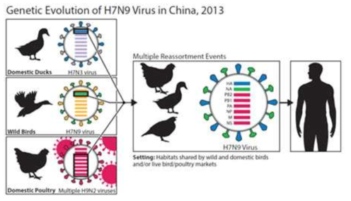 Human Infection of Avian Influenza Virus