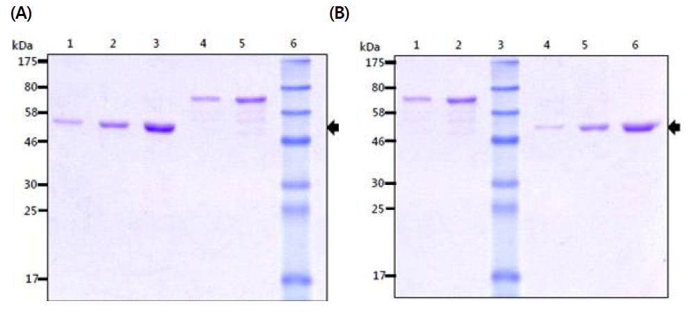 SDS-PAGE analysis of the 47-kDa and 56-kDa protein (denatured form). (A) 47-kDa protein (denatured form). Lane 1, 47-kDa protein 0.5 ug; Lane 2, 47-kDa protein 1 ug; Lane 3, 47-kDa protein 2 ug; Lane 4, BSA 0.5 ug; Lane 5, BSA 1 ug; Lane 6, MW Marker. (B) 56-kDa protein (denatured form). Lane 1, BSA 0.5 ug; Lane 2, BSA 1 ug; Lane 3, MW Marker; Lane 4, 56-kDa protein 0.5 ug; Lane 5, 56-kDa protein 1 ug; Lane 6, 56-kDa protein 2 ug