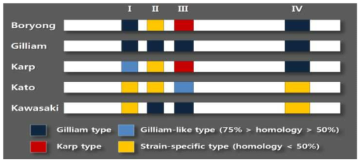 쯔쯔가무시 주요 혈청형의 56-kDa 외막단백질(TSA56)에 대한 단백질 구조 비교 분석