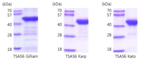 SDS-PAGE for recombinant TSA56 proteins