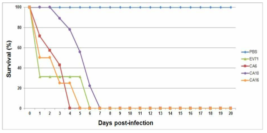 국내 유행 수족구병 원인바이러스(EV71, CA6, CA10, CA16)의 challenge dose