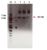 mutagenesis PCR을 통한 EMC nucleocapsid 발현 벡터 제작