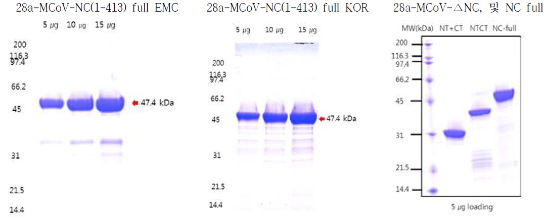28a-MCoV-NC(1-413) 및 28a-MCoV-∆NC 최종 정제 산물