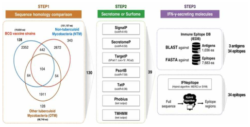 M. tuberculosis K의 IFN-γ 분비유도 항원을 스크리닝하기 위한 전략적 분석 모델. (Step1) MtbVeb 데이터베이스로부터 확보한 M. tuberculosis K의 단백질 서열을 여러 가지 Mycobacteria 균주들과 비교하여 K 균주 특이적인 단백질 128개를 선별하였다. (Step2) 128개의 모든 단백질 서열은 7개의 protein localization tool을 이용하여 2개의 표면단백질과 37개의 분비단백질을 선별하였다. (Step3) For predicting IFN-γ의 분비를 유도하는 물질을 예측하기 위하여 IEDB 정보 추출 및 2가지 IFNepitope 분석 방법 이용하여 T-cell epitope부위를 예측하였다