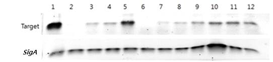 12종 항원에 대한 유전자 존재 유무 및 발현 확인. 12 종의 유전자 발현 유무는 RT-PCR을 실시하여 SYBR의 시그널을 확인한 후 1.2% gel electrophoresis 분석을 실시하여 확인하였으며 대조군(internal control)로 sigA를 사용하였다. 1, AIB46610; 2, AIB48069; 3, AIB48134; 4,AIB48604; 5, AIB48608; 6, AIB48657; 7, AIB49348; 8, AIB49767; 9,AIB50254; 10, AIB50255; 11, 1733; 12, 2029