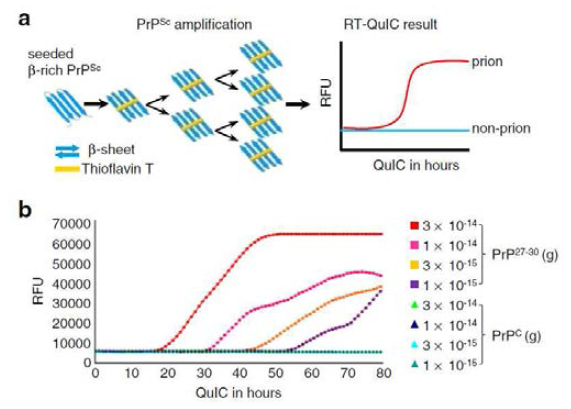 RT-QuIC 실험방법의 개념. PrPSc 는 β-form 형태의 프리온 단백질로써 PrPSc 형성이 많아질수록 β-form 에 특이적으로 결합하는 Thioflavin T가 많아지고 그 형광을 측정하여 PrPSc 형성수율을 확인한다