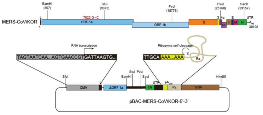 메르스 코로나바이러스 전장 크로닝에 사용할 BAC 벡터 골격. 크로닝에 사용 예정인 제한효소 절단 위치와 메르스 코로나바이러스 cDNA 삽입을 위해 도입한 multiple cloning site를 도시함