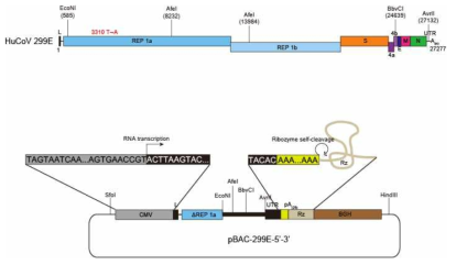 인간 코로나바이러스 HuCoV 299E 전장 크로닝에 사용할 BAC 벡터 골격. 크로닝에 사용예정인 제한효소 절단 위치와 cDNA 삽입을 위해 도입한 multiple cloning site를 도시함