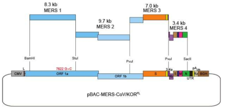 메르스 코로나바이러스 전장 cDNA를 지닌 완성된 재조합 BAC 클론 모식도