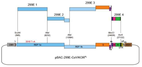 인간 코로나바이러스 229E 전장 cDNA를 지닌 완성된 재조합 BAC 클론 모식도