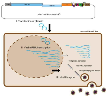 코로나바이러스 전장 cDNA를 지닌 재조합 BAC 클론을 세포내로 도입한 후 바이러스 복원 단계를 보여주는 모식도