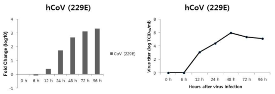 (좌) Real time qRT-PCR를 이용한 감염세포 내의 인간코로나바이러스 229E RNA 정량적 분석. (우) 인간 코로나바이러스 one-step virus growth curve (TCID50/ml)