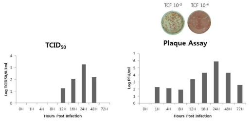 메르스 코로나바이러스의 one-step growth curve (좌) TCID50/ml (우) PFU/ml
