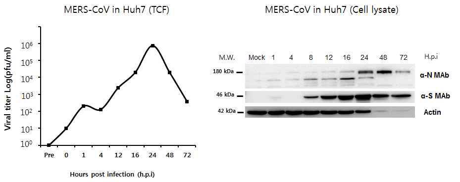 메르스 바이러스 one-step growth curve 및 Western blot을 이용한 메르스 코로나 바이러스 항원 확인