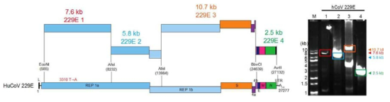 인간코로나바이러스 229E RNA 유전자 및 전장클론에 사용하기 위해 합성할 cDNA 절편(좌). 4개의 cDNA 절편을 RT-PCR 및 long PCR 증폭을 통해 얻은 후 agarose gel에 전기영동하여 염색한 결과(우). #1. 7.6-kb 229E1; #2, 5.8-kb 229E2; #3, 10.7 kb 229E3; #4, 2.5-kb 229E4. 얻어진 PCR 산물을 BAC 벡터에 삽입하는데 사용할 수 있는 제한 효소들은 전장 클론 상에 표시함