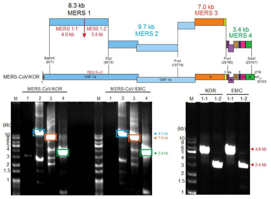메르스 코로나바이러스의 유전자 모식도 및 클로닝 하고자 하는 cDNA 절편의 크기와 위치(상단). 9.7-kb MERS2; 7.0-kb MERS3; 3.4-kb MERS4 절편에대한 PCR 산물의 전기영동 염색 결과(하단 좌측). MERS1을 MERS1-1과 MERS1-2의 두 조각으로 나눈 것에 대한 cDNA 합성 및 PCR 증폭 결과(하단 우측)