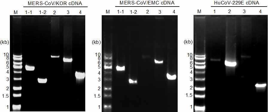 각 코로나바이러스별 cDNA 절편들 젤 추출로 정제함