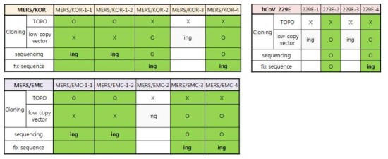 각 바이러스별 cDNA 절편들의 클로닝 진행상황. 상단의 표는 각 cDNA 절편들의 진행상황을 순차적으로 나타냄. MERS/KOR, 한국분리주; MERS/EMC, EMC 메르스 주; hCoV 229E, 인간코로나바이러스 229E주. 각 바이러스명 뒤에 숫자는 4개의 cDNA절편을 의미함, 1-1은 cDNA 1번 절편을 2개로 나눠 제작한 cDNA부분을 의미함. O, 서열 분석까지 완료; X, 해당 벡터를 사용한 경우는 크로닝 불가; ing, 진행중