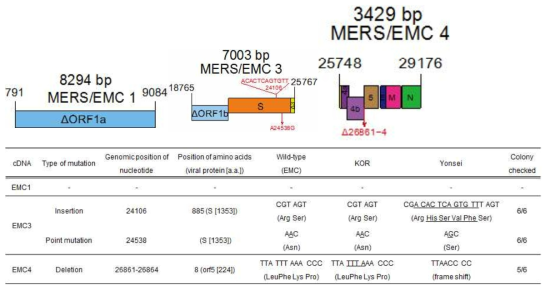 MERS/EMC3, MERS/EMC4 절편들의 서열 분석결과