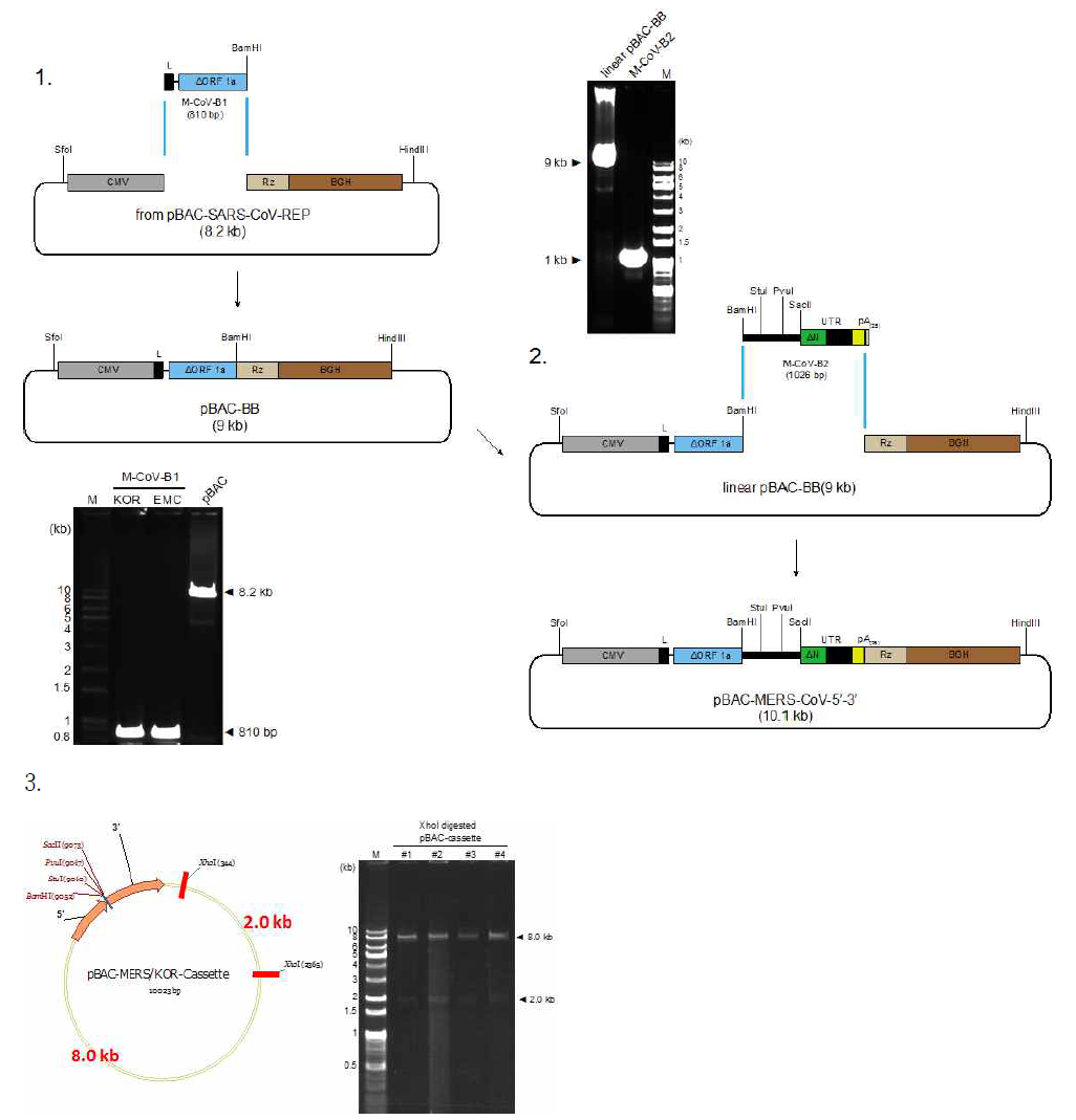 메르스 코로나바이러스 카세트-BAC 벡터 제작 모식도. M-CoV-B1(810 bp)와 M-CoV-B2(1026 bp)를 pBAC 골격에 크로닝하는 단계별 결과. 1. M-CoV-B1와 pBAC 골격(좌측 하단 agarose gel 사진)을 1차적으로 이어 붙임. 2. BamHI site를 사이에 두고 M-CoV-B2 와 pBAC-BB(우측 상단 agarose gel 사진)을 이어 붙여서 pBAC-MERS-CoV-5′-3′ 카세트 BAC 벡터를 완성함. 3. 완성된 카세트 BAC 벡터 클론을 제한효소로 잘라서 확인함