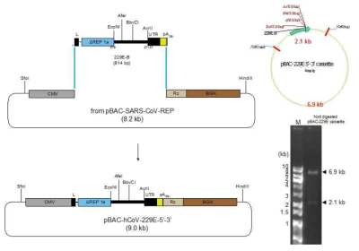 인간 코로나바이러스 229E 전장클론 제작에 사용할 카세트-BAC 벡터 제작 방법 모식도(좌측) 및 클로닝 된 벡터를 제한효소로 잘라서 확인한 plasmid map과 agarose gel 전기영동 사진(우측)