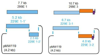 229E1와 229E3 cDNA를 각각 두 조각으로 나누어 InFusion cloning 방법으로 연결하여 cDNA 클론을 제작함